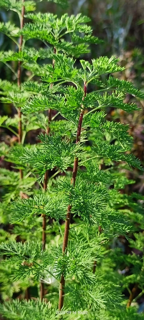 Artemisia Abrotanum