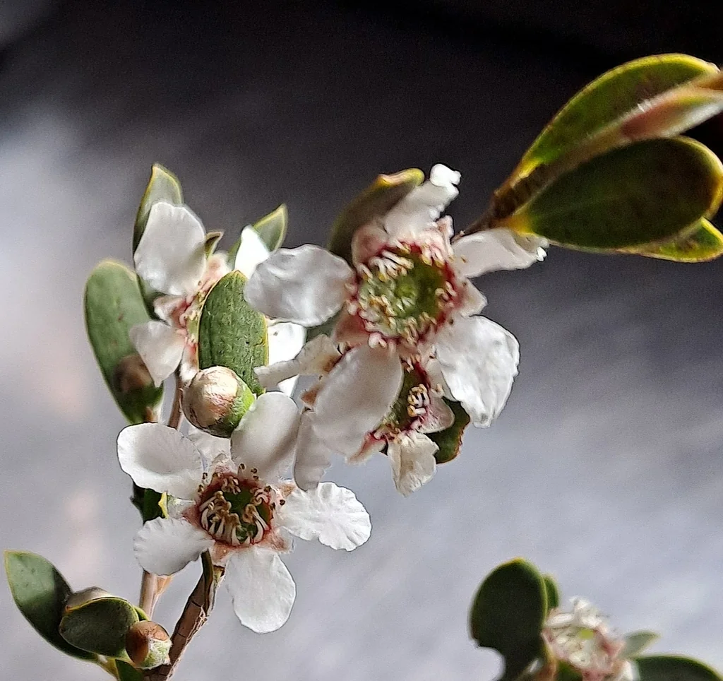 Leptospermum Laevigatum