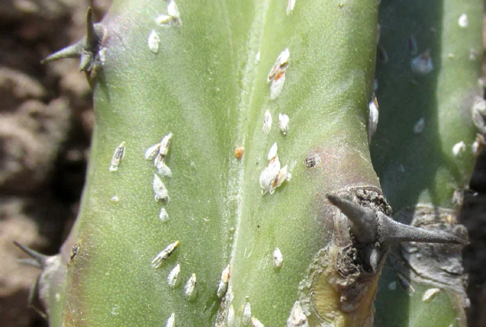 Myrtillocactus Geometrizans
