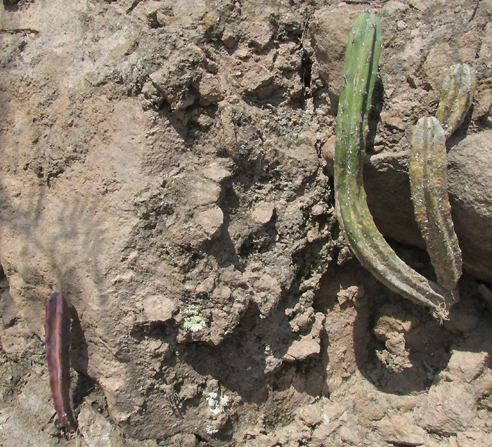 Myrtillocactus Geometrizans