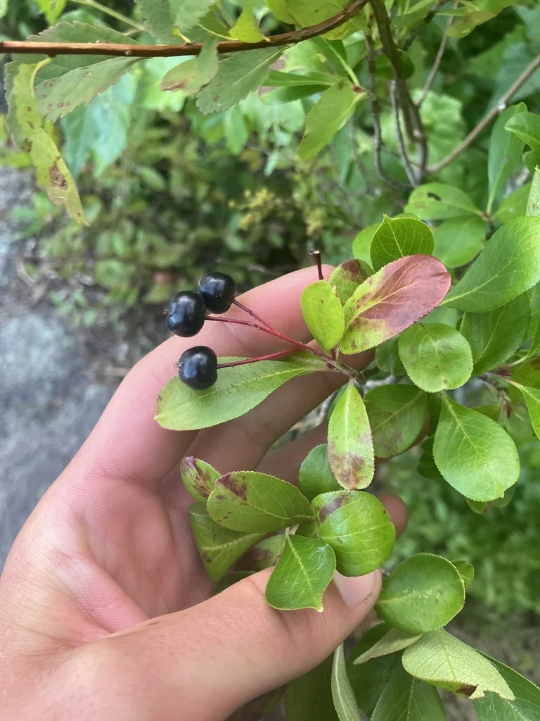 Aronia melanocarpa