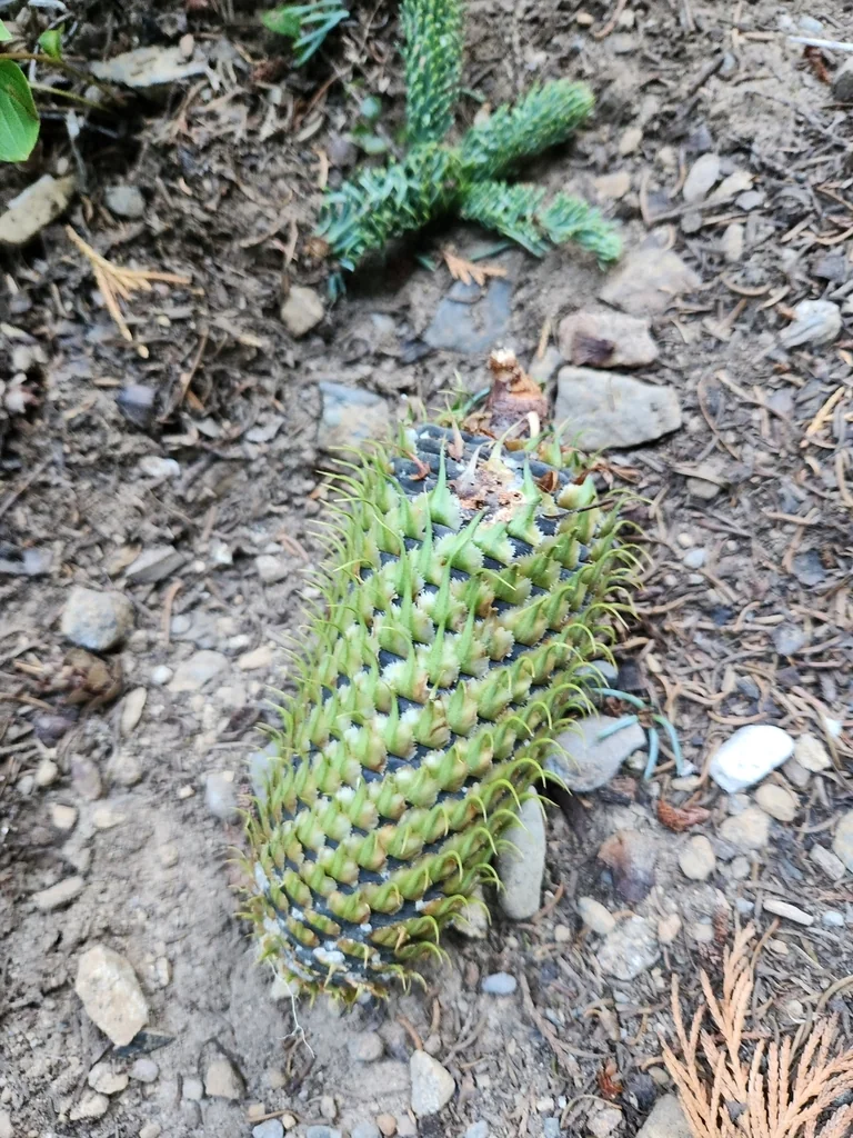 Abies Procera
