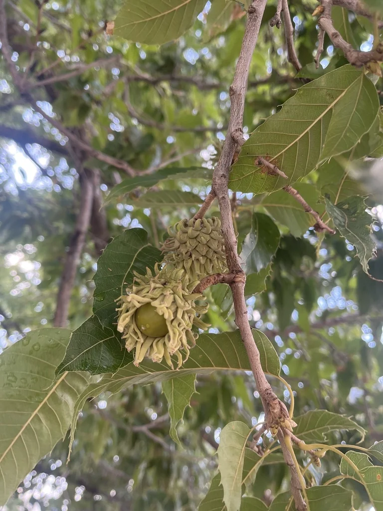 Quercus Acutissima