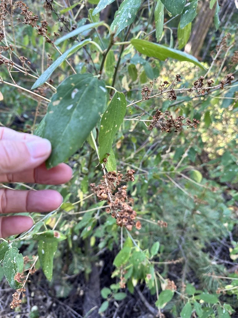 Ceanothus Integerrimus