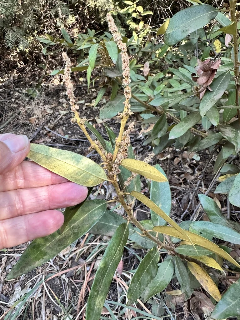 Chrysolepis Sempervirens