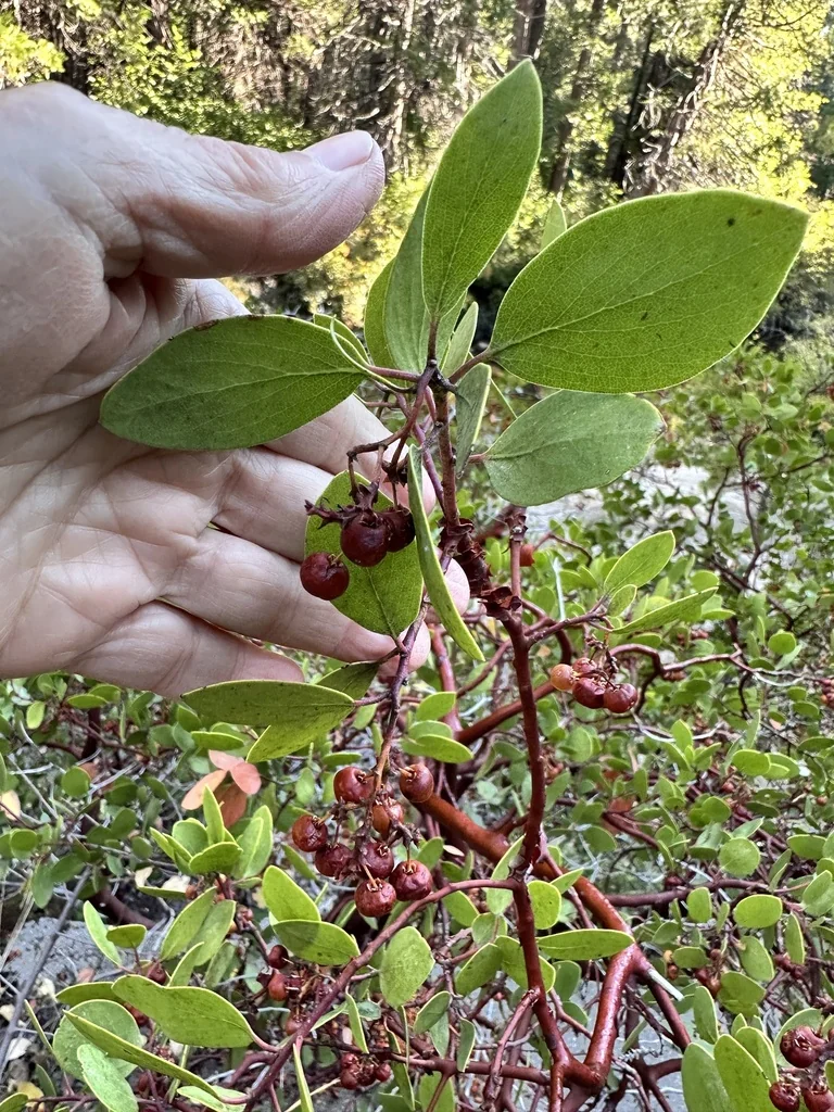 Arctostaphylos Patula