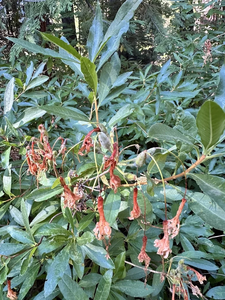 Rhododendron Occidentale