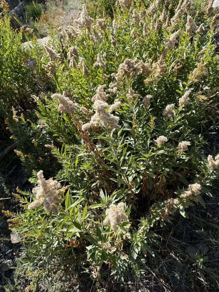 Solidago Canadensis Ssp. Elongata