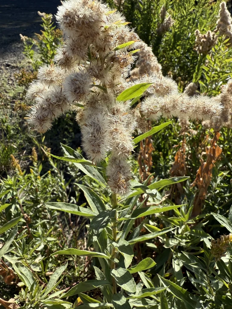 Solidago Canadensis Ssp. Elongata