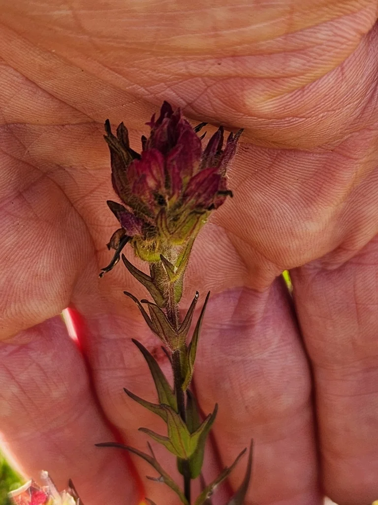 Castilleja Parviflora