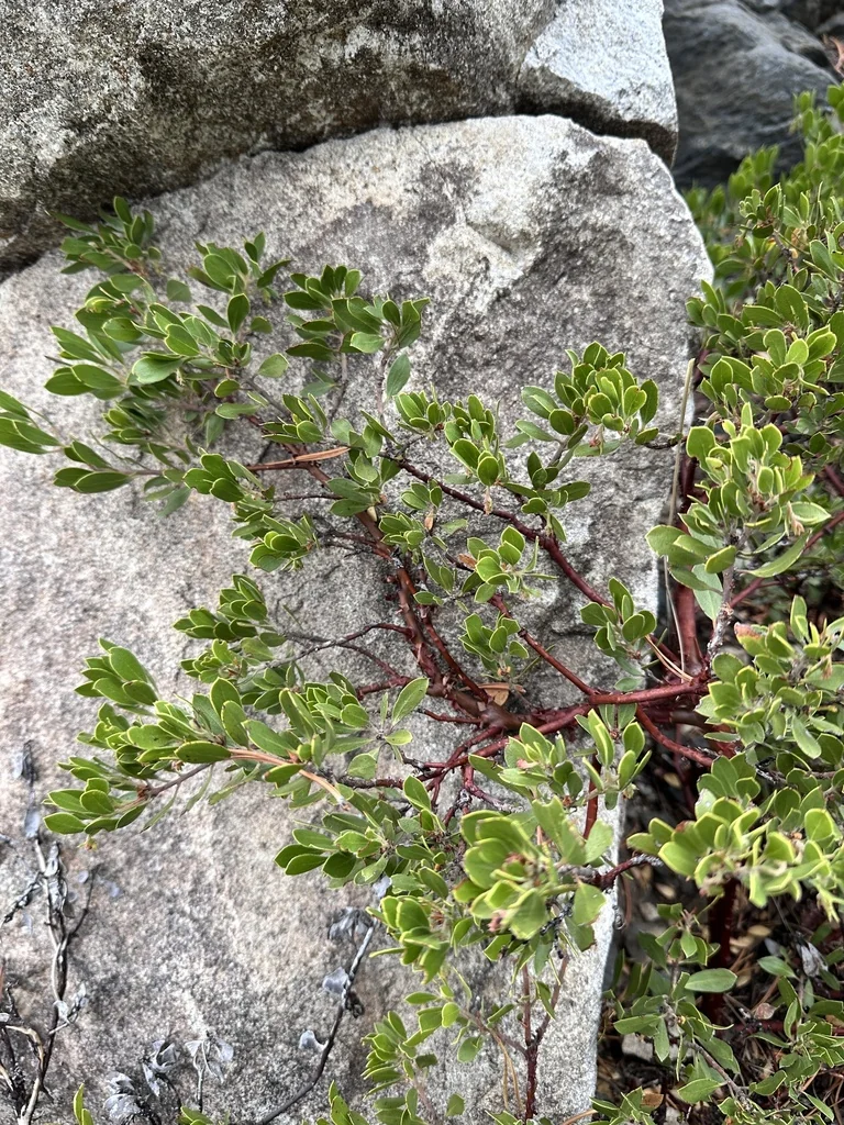 Arctostaphylos Nevadensis