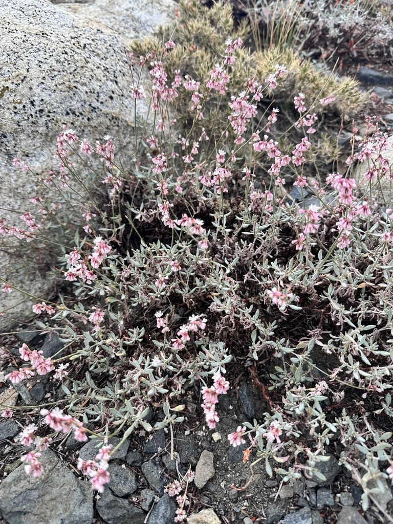 Eriogonum Wrightii