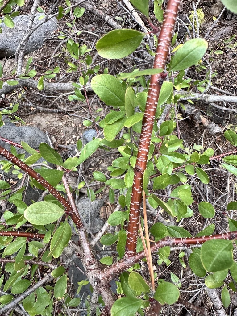 Prunus Emarginata