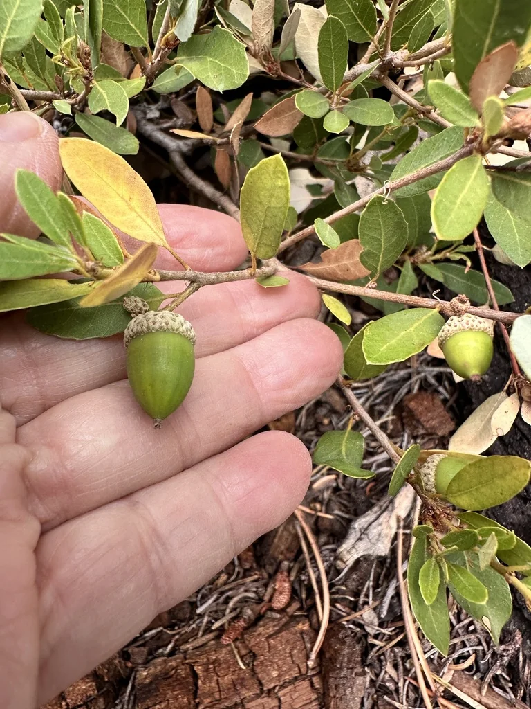 Quercus Vaccinifolia