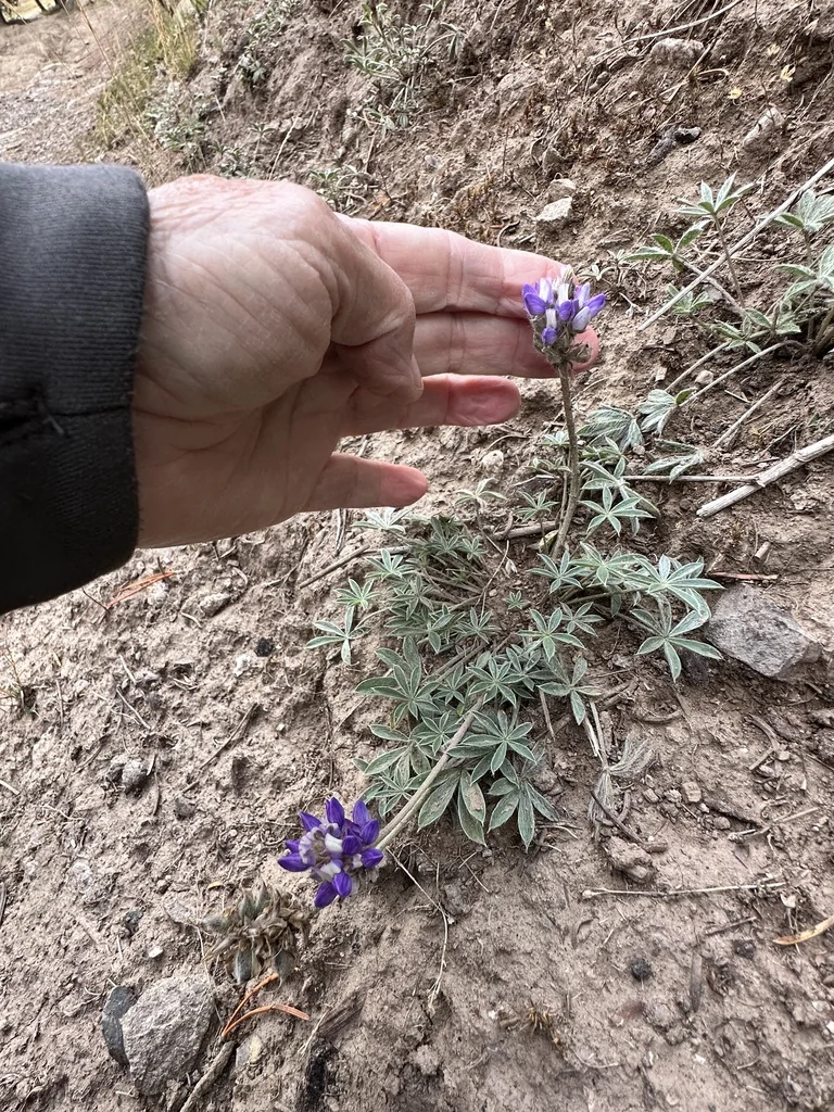 Lupinus Lepidus