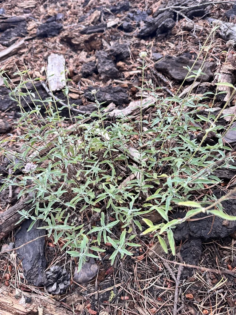 Monardella Odoratissima