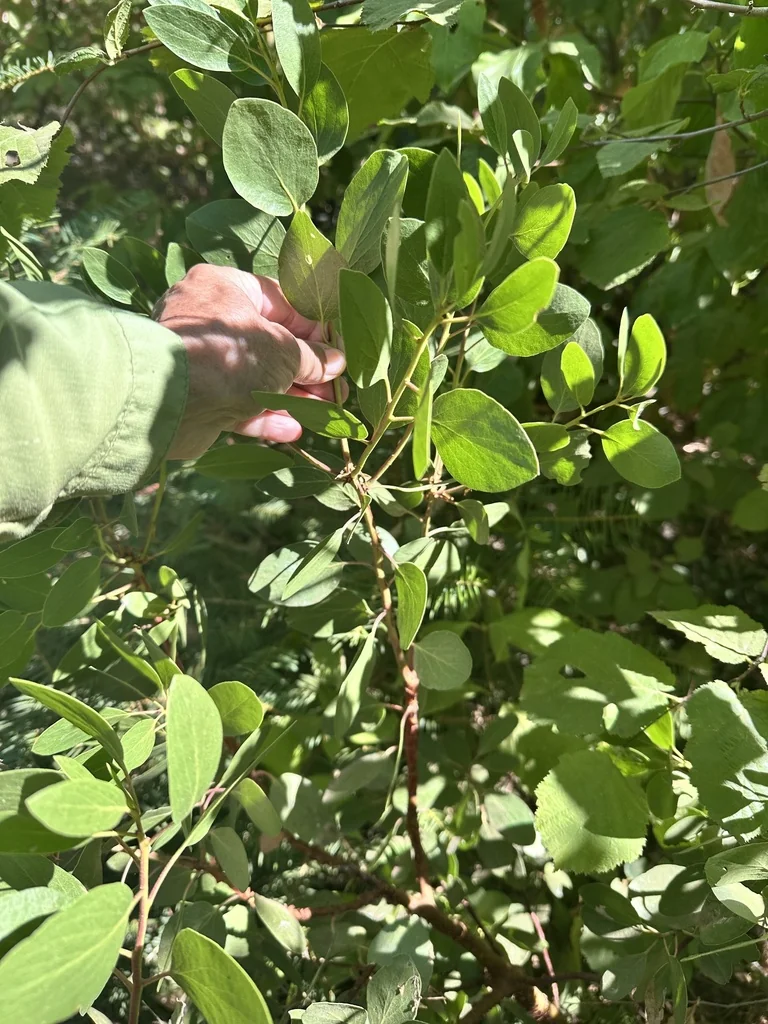 Arctostaphylos Patula