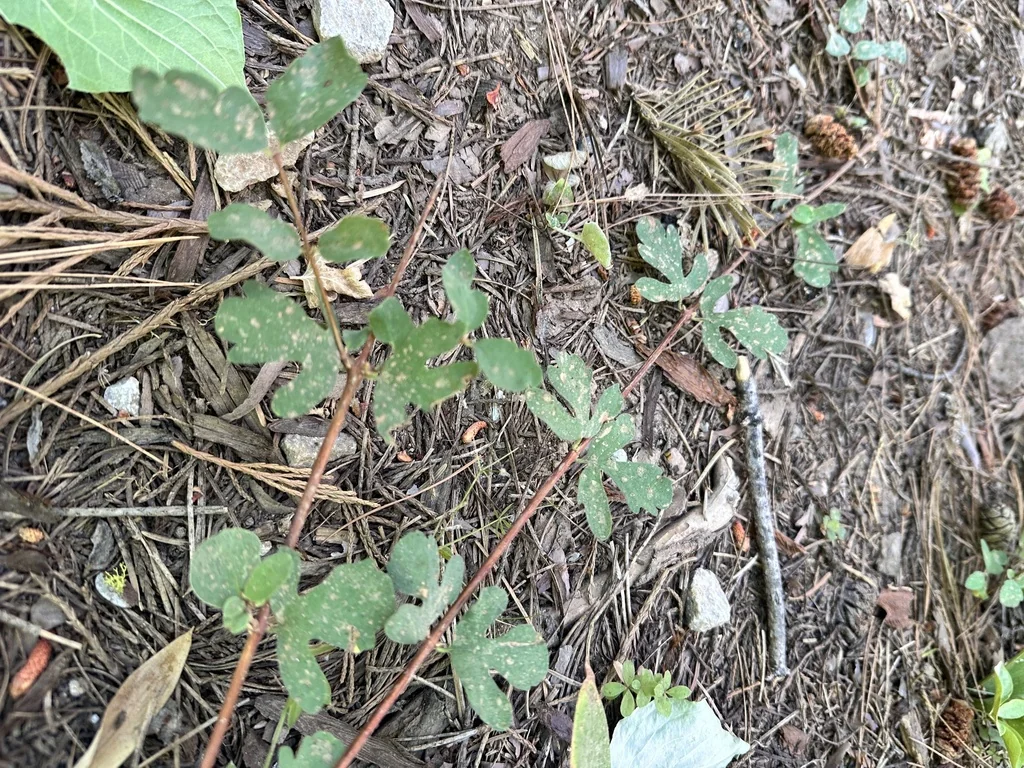 Symphoricarpos Mollis