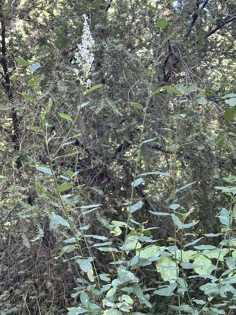 Ceanothus Integerrimus