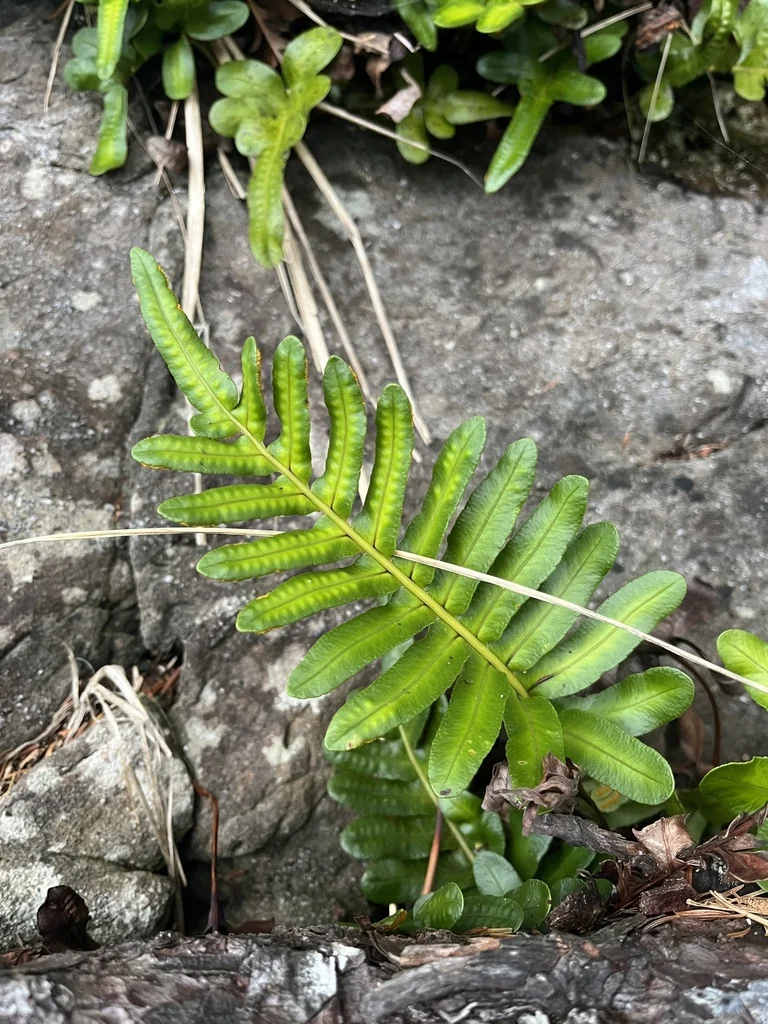 Polypodium Scouleri