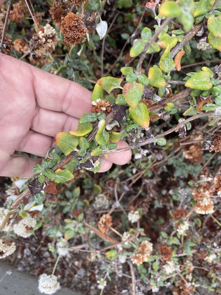 Eriogonum parvifolium