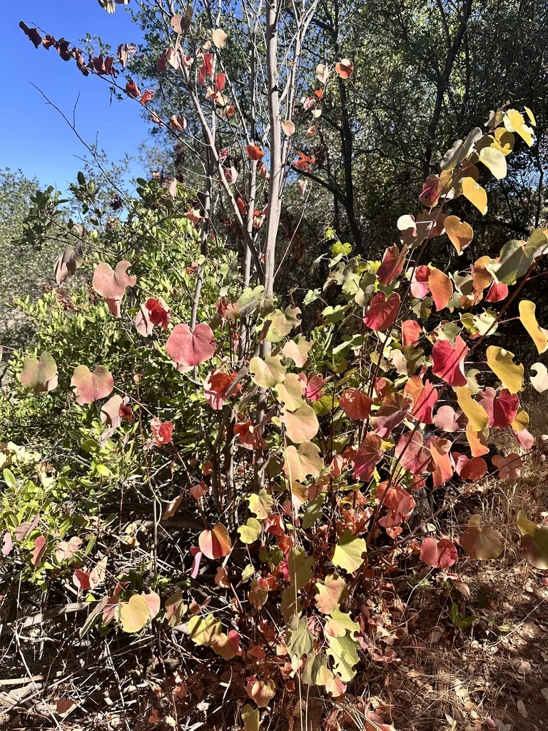 Cercis Occidentalis