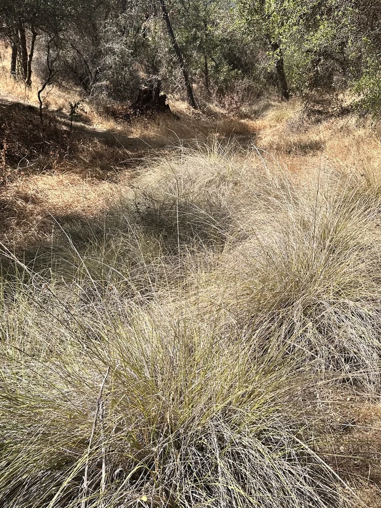 Muhlenbergia Rigens