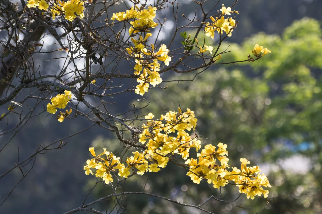 Tabebuia Chrysotricha