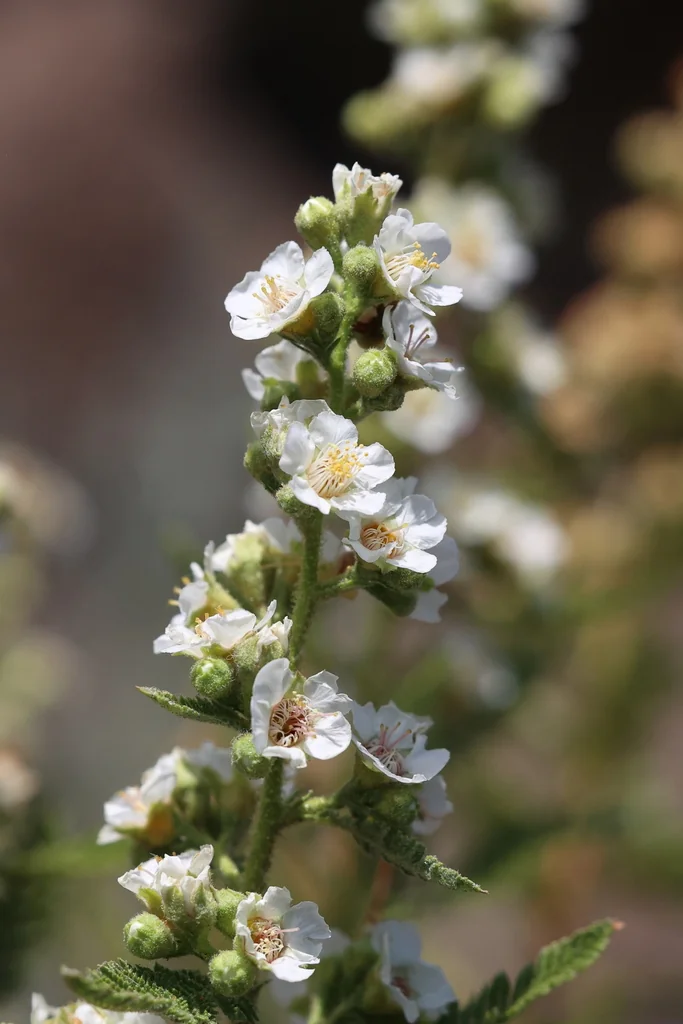 Chamaebatiaria Millefolium