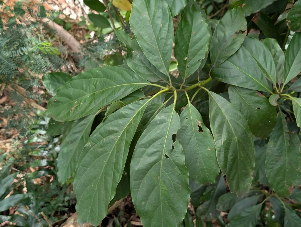 Persea Americana