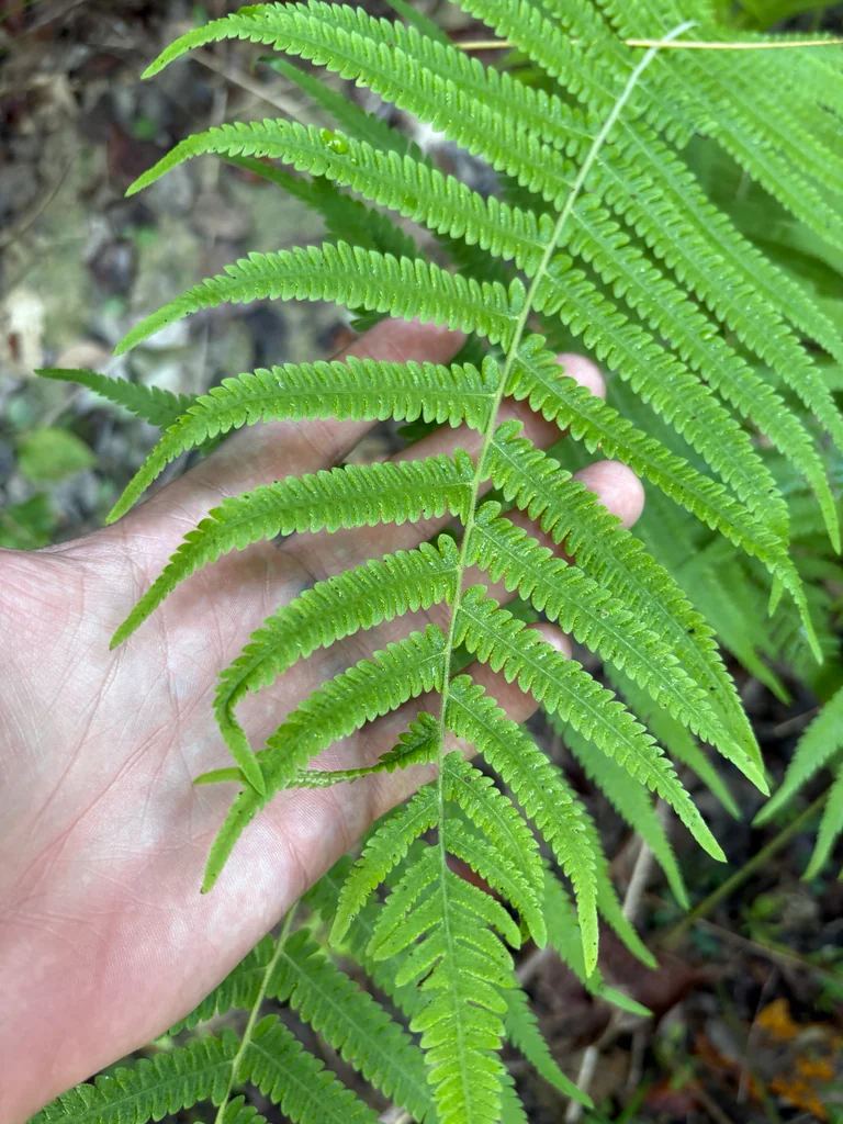 Thelypteris Normalis