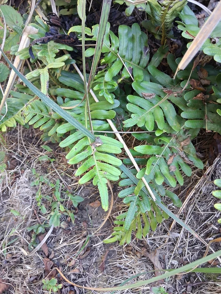Polypodium Scouleri
