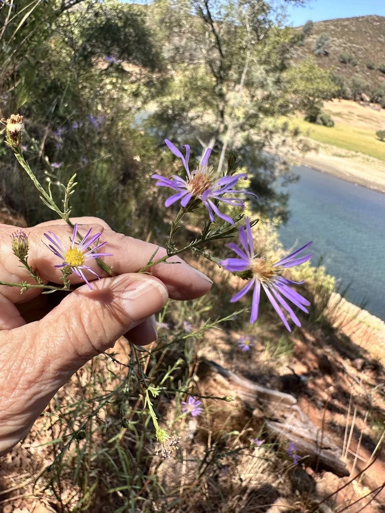 Symphyotrichum Chilense