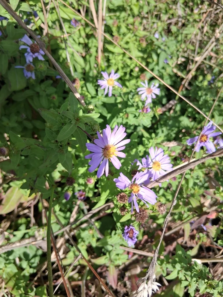 Symphyotrichum Chilense