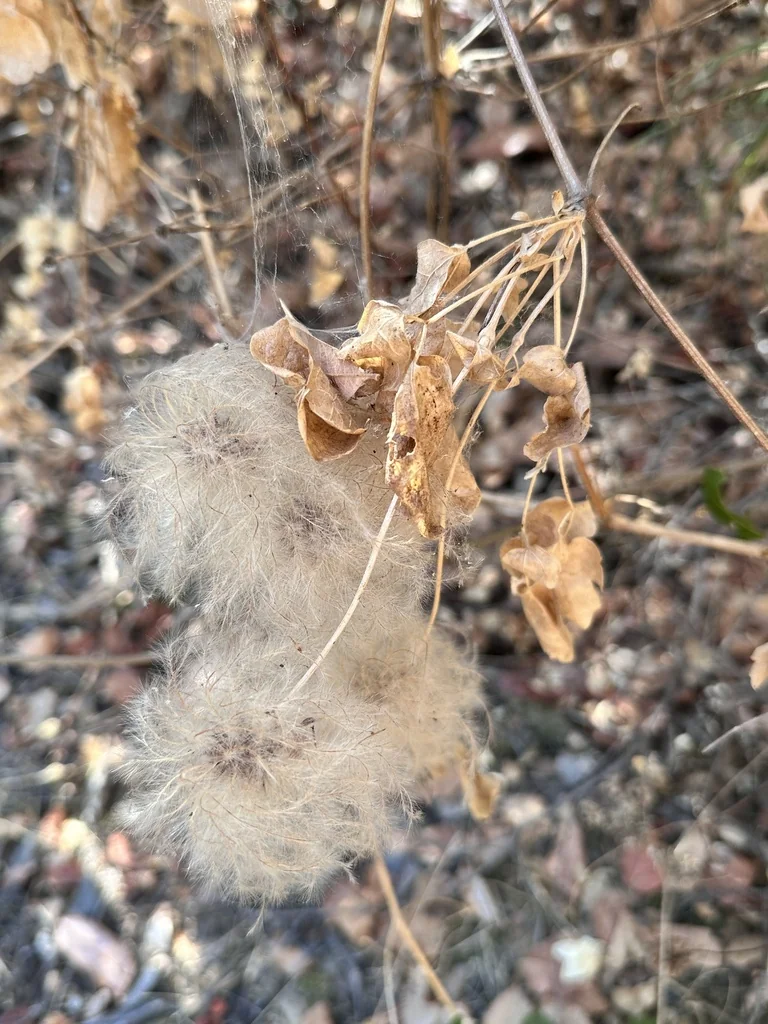 Clematis Lasiantha