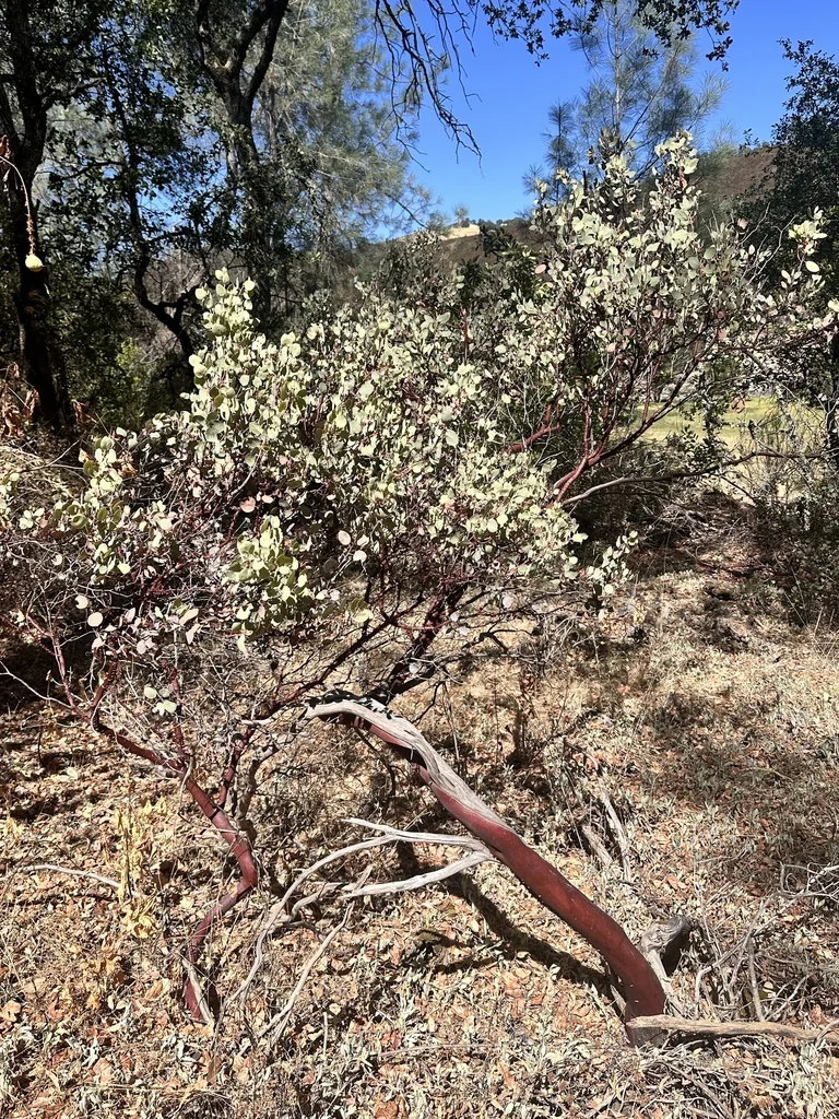 Arctostaphylos Viscida