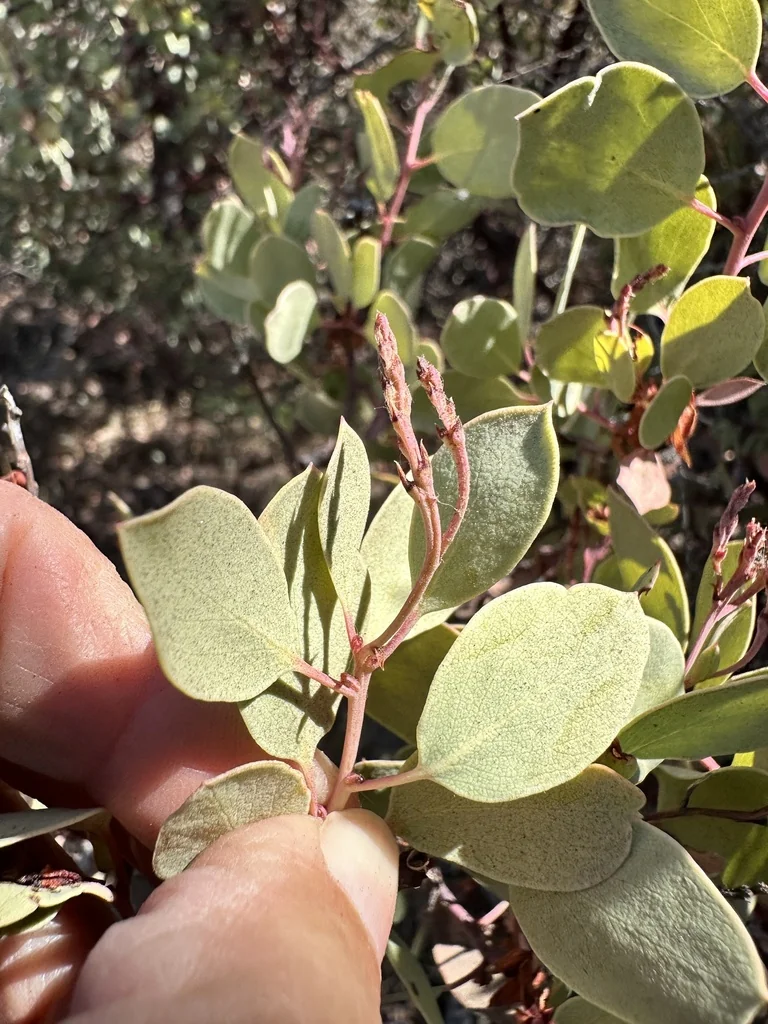 Arctostaphylos Viscida