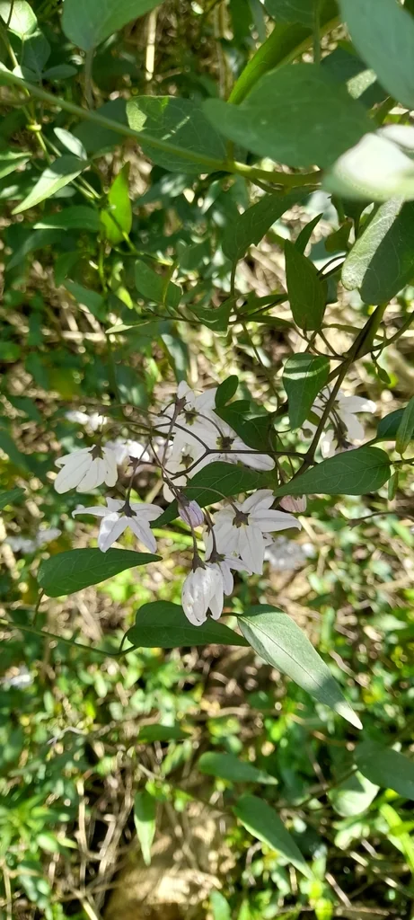 Solanum Laxum