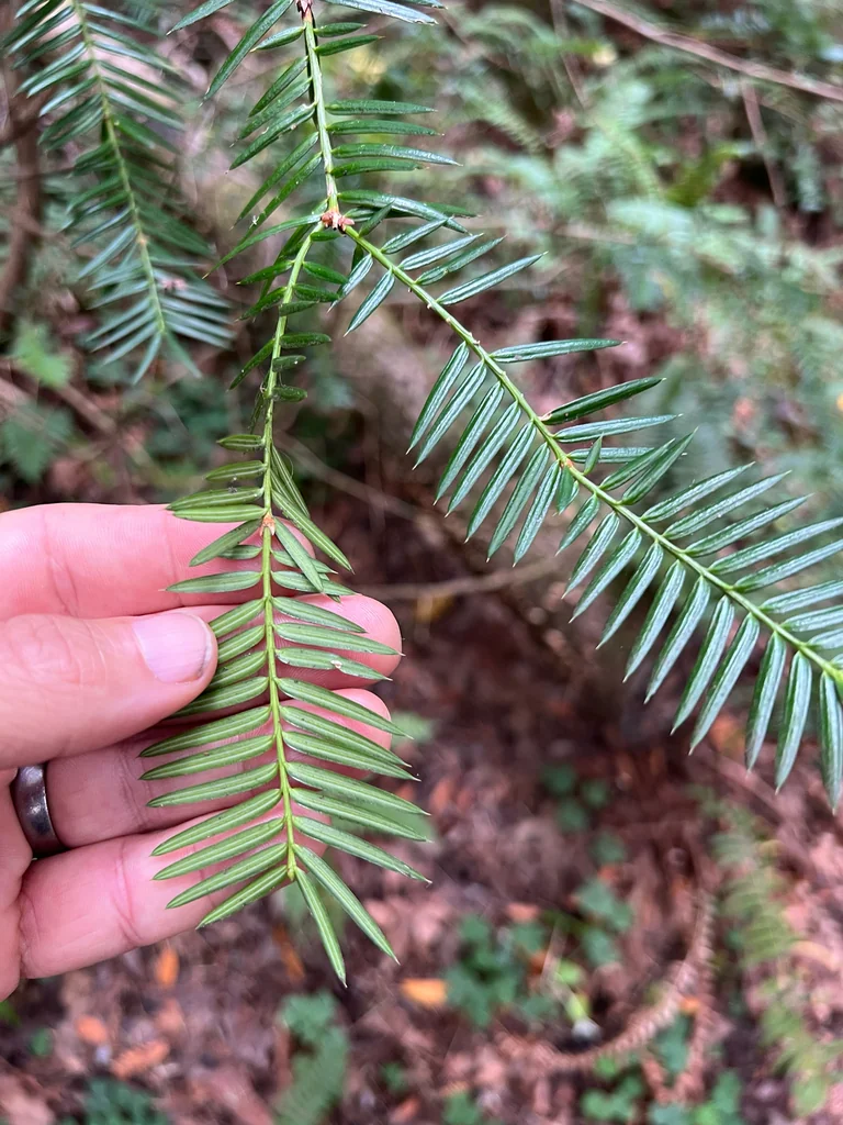 Torreya Californica