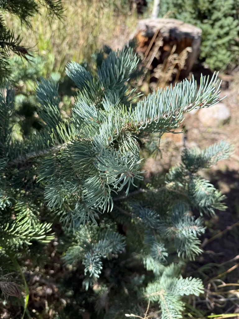 Picea Pungens