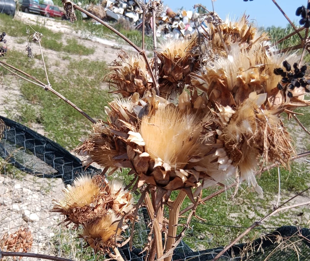 Cynara Scolymus