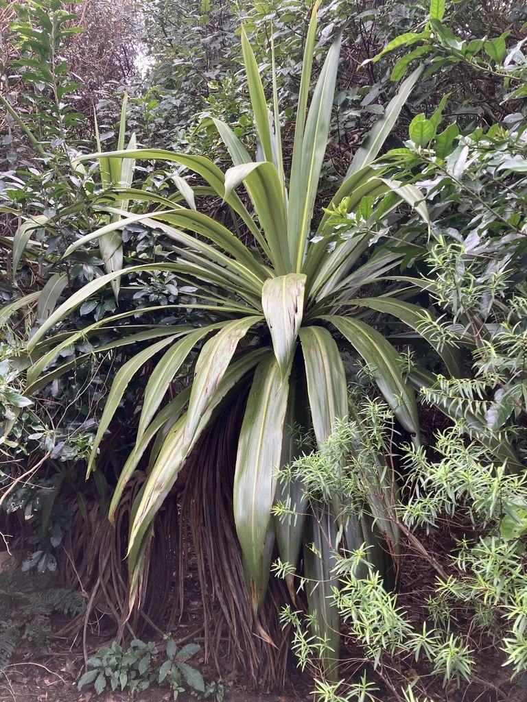 Cordyline Indivisa