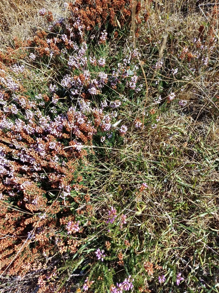 Erica Vagans