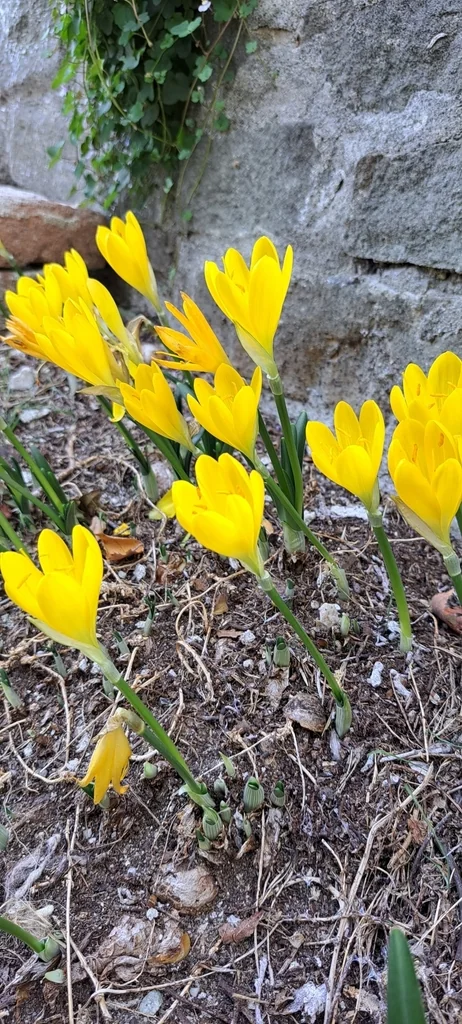 Sternbergia lutea