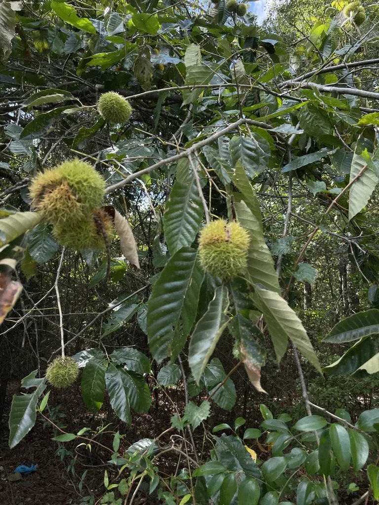 Castanea Mollissima