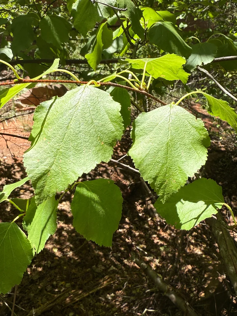 Betula Occidentalis