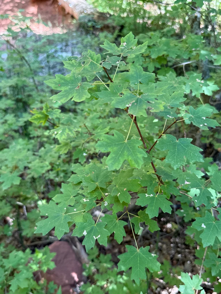 Acer Grandidentatum