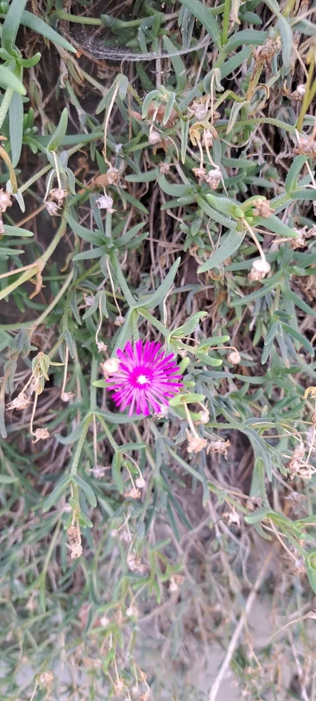Delosperma Cooperi