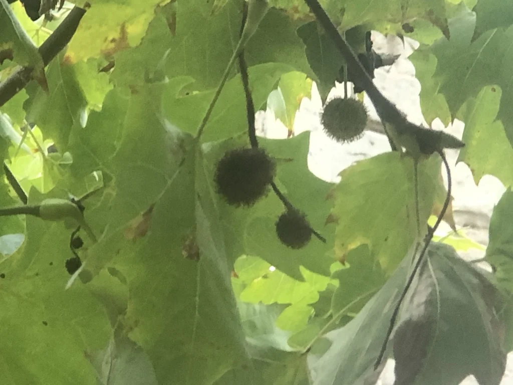 Platanus X Hispanica