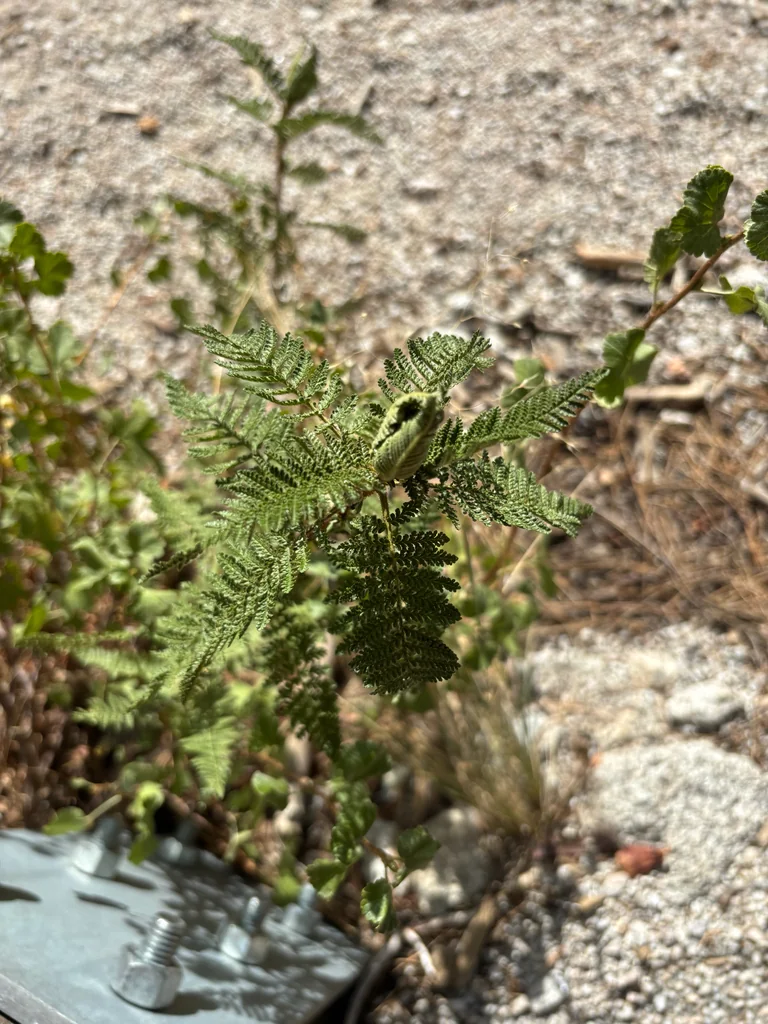 Chamaebatiaria Millefolium
